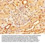PMEL Antibody