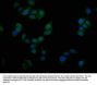 SIM1 Antibody