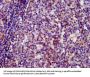 SIN3B Antibody