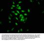 SIN3B Antibody