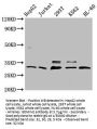 GEMIN2 Antibody