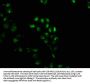 GEMIN2 Antibody