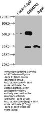 GEMIN2 Antibody