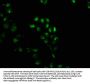 GEMIN2 Antibody