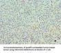 SKP1 Antibody