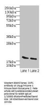 SKP1 Antibody