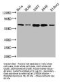 SLAMF6 Antibody