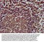 SLAMF6 Antibody