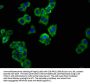SLAMF6 Antibody