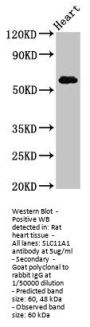 SLC11A1 Antibody