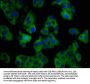 SLC11A1 Antibody