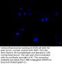 SLC12A2 Antibody