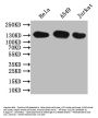 SLC12A2 Antibody