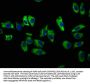 SLC12A2 Antibody