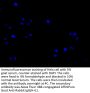 SLC12A2 Antibody