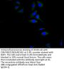 SLC12A2 Antibody