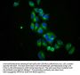 SLC12A3 Antibody