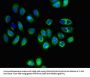 SLC16A8 Antibody