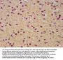 SLC19A2 Antibody