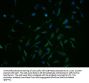 SLC1A3 Antibody