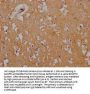 SLC1A3 Antibody