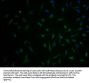 SLC1A3 Antibody