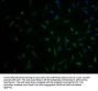 SLC1A3 Antibody