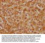 SLC1A7 Antibody
