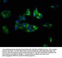 SLC1A7 Antibody