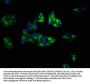 SLC1A7 Antibody