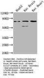 SLC1A7 Antibody