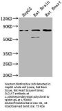 SLC1A7 Antibody