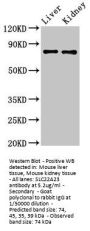 SLC22A23 Antibody