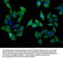 SLC22A5 Antibody