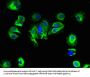 SLC25A14 Antibody