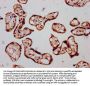 SLC26A2 Antibody