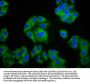 SLC26A2 Antibody