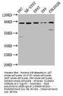SLC26A4 Antibody