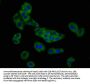 SLC26A4 Antibody