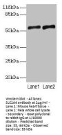 SLC2A4 Antibody
