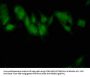 SLC2A4 Antibody
