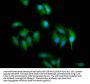 SLC2A4RG Antibody