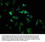 SLC35D3 Antibody