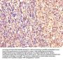 EZR Antibody