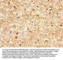 EZR Antibody