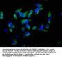 EZR Antibody