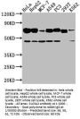 SLC3A2 Antibody