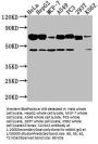 SLC3A2 Antibody