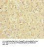 SLC6A12 Antibody