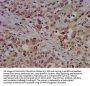 SLC7A1 Antibody